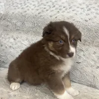 Missy, a female Australian Shepherd for sale in Rustburg, VA – Photo 6 of 6