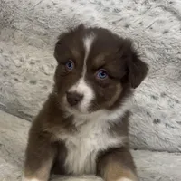 Missy, a female Australian Shepherd for sale in Rustburg, VA – Photo 3 of 6