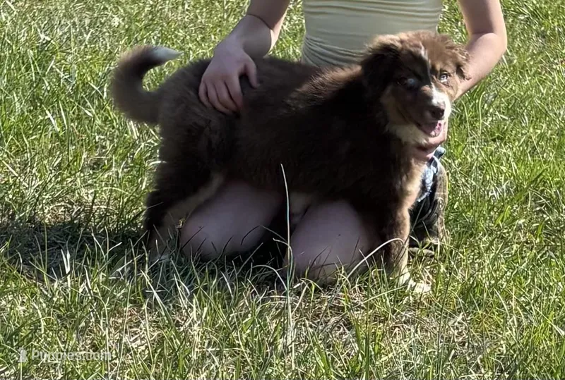 Missy – Australian Shepherd puppy for sale in Rustburg, VA