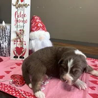 Missy, a female Australian Shepherd for sale in Rustburg, VA – Photo 2 of 6