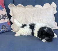 Rita, a female Havanese for sale in Rustburg, VA – 3 of 4