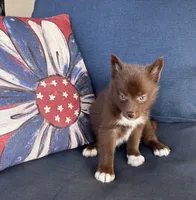 Coco, a female Pomsky for sale in Rustburg, VA – 5 of 8