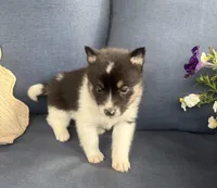 Sadie, a female Pomsky for sale in Rustburg, VA – 6 of 6