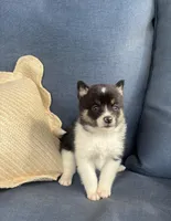Sadie, a female Pomsky for sale in Rustburg, VA – 3 of 6