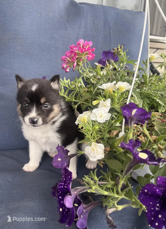 Sadie – Pomsky puppy for sale in Rustburg, VA