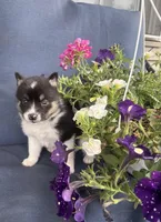 Sadie, a female Pomsky for sale in Rustburg, VA – 1 of 6