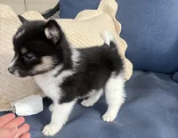 Sadie, a female Pomsky for sale in Rustburg, VA – 2 of 6