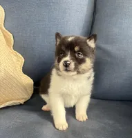 Sadie, a female Pomsky for sale in Rustburg, VA – 5 of 6
