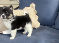 Sadie, a female Pomsky for sale in Rustburg, VA – 4 of 6