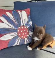 Coco, a female Pomsky for sale in Rustburg, VA – 7 of 8