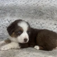Moe, a male Australian Shepherd for sale in Rustburg, VA – Photo 2 of 3