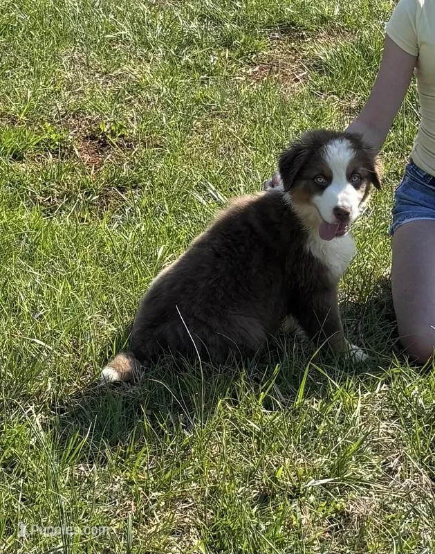 Moe – Australian Shepherd puppy for sale in Rustburg, VA
