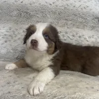 Moe, a male Australian Shepherd for sale in Rustburg, VA – Photo 3 of 3