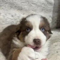 Moe, a male Australian Shepherd for sale in Rustburg, VA – Photo 1 of 3