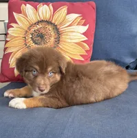 Matilda, a female Australian Shepherd for sale in Rustburg, VA – 2 of 5