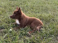 Coco, a female Pomsky for sale in Rustburg, VA – 3 of 5