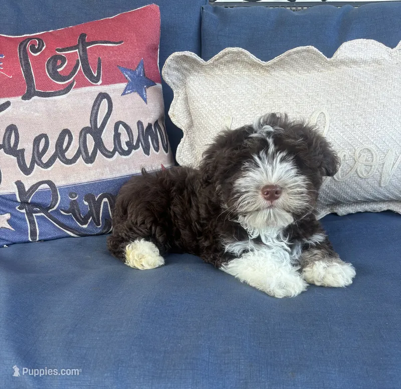 Roco – Havanese puppy for sale in Rustburg, VA