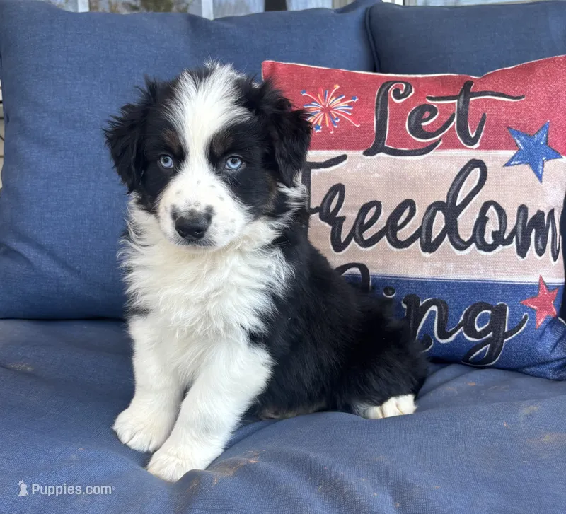 Marco – Australian Shepherd puppy for sale in Rustburg, VA