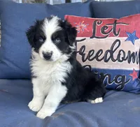 Marco, a male Australian Shepherd for sale in Rustburg, VA – 1 of 3