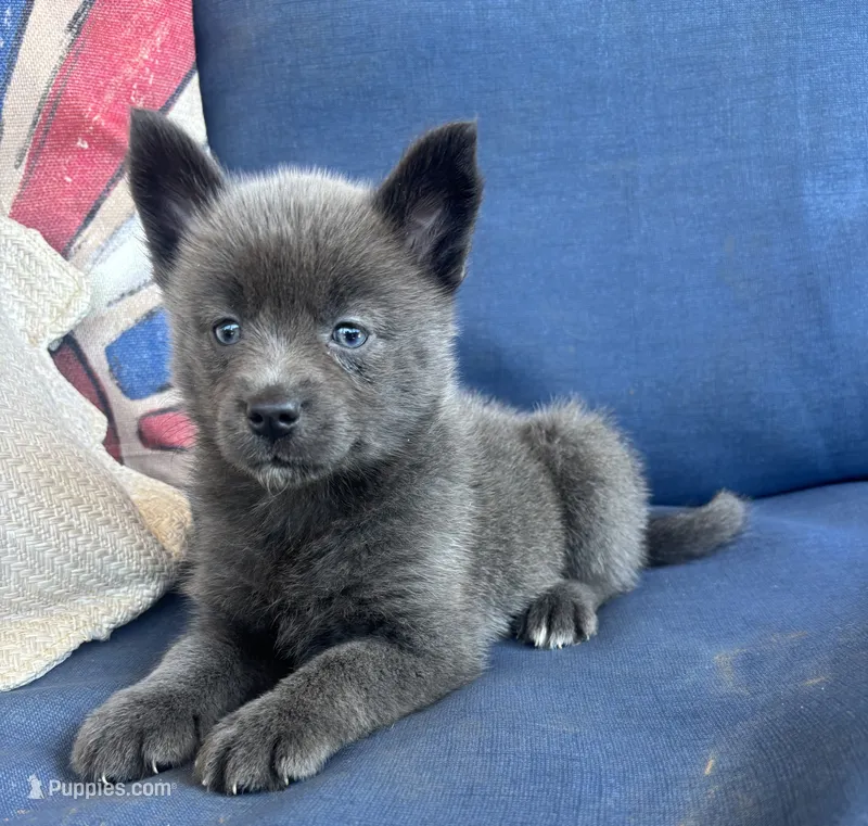 Piper  – Pomsky puppy for sale in Rustburg, VA