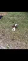 Charlie, a male Havanese for sale in Rustburg, VA – 2 of 2