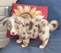 Sadie, a female Australian Shepherd for sale in Rustburg, VA – 3 of 5
