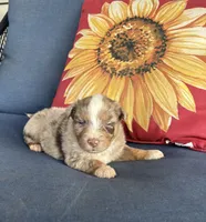 Roman, a male Australian Shepherd for sale in Rustburg, VA – 2 of 4