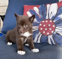 Coco, a female Pomsky for sale in Rustburg, VA – 3 of 8