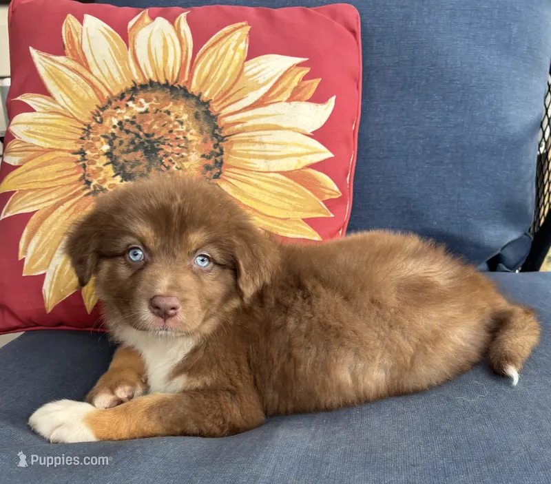 Matilda – Australian Shepherd puppy for sale in Rustburg, VA