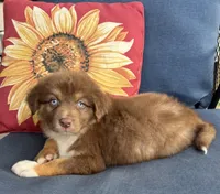 Matilda, a female Australian Shepherd for sale in Rustburg, VA – 1 of 5