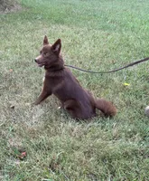 Coco, a female Pomsky for sale in Rustburg, VA – 3 of 9