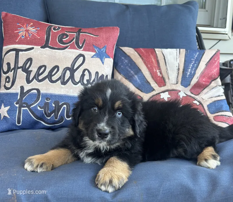 Jake – Australian Shepherd puppy for sale in Rustburg, VA