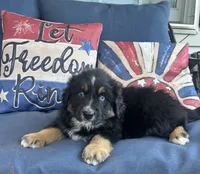 Jake, a male Australian Shepherd for sale in Rustburg, VA – 1 of 2