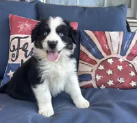 Marco, a male Australian Shepherd for sale in Rustburg, VA – 2 of 3