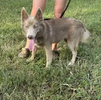 Blu, a male Pomsky for sale in Rustburg, VA – 5 of 8