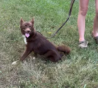 Coco, a female Pomsky for sale in Rustburg, VA – 5 of 9