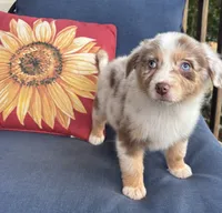 Sadie, a female Australian Shepherd for sale in Rustburg, VA – 4 of 5