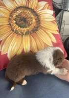 Diesel, a male Australian Shepherd for sale in Rustburg, VA – 4 of 4