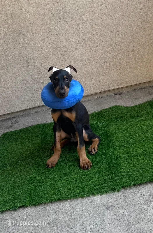 Koda  – Doberman Pinscher puppy for sale in Anaheim, CA