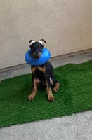 Koda , a male Doberman Pinscher for sale in Anaheim, CA – 1 of 4