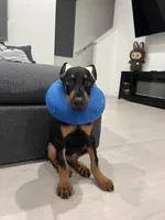 Koda , a male Doberman Pinscher for sale in Anaheim, CA – 4 of 4