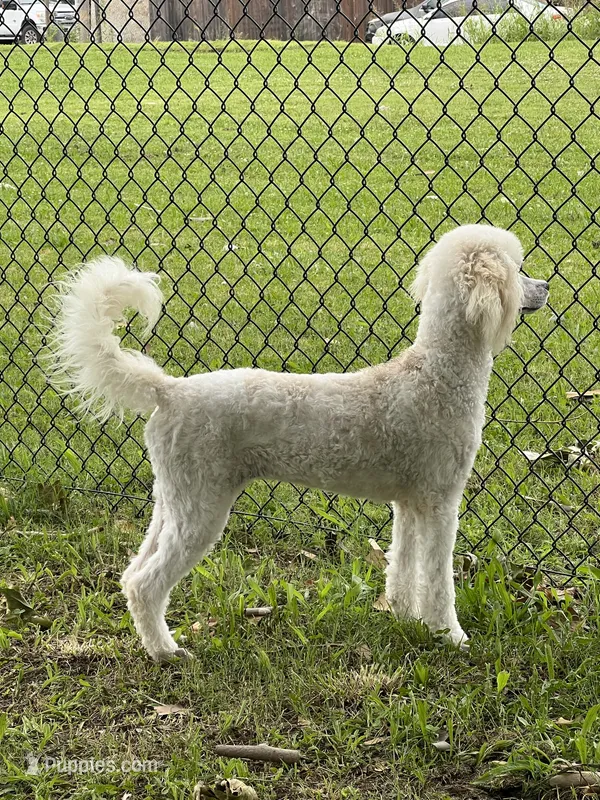 Poodle – Poodle - Miniature  puppy for sale in Tulsa, OK