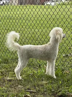 Poodle, a female Poodle - Miniature  for sale in Tulsa, OK – 1 of 4