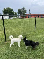 Poodle, a female Poodle - Miniature  for sale in Tulsa, OK – 4 of 4