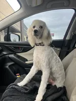 Poodle, a female Poodle - Miniature  for sale in Tulsa, OK – 2 of 4