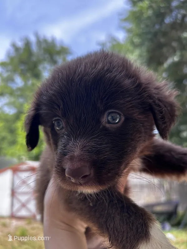 Sunny – Australian Shepherd puppy for sale in Ocala, FL