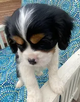 Washington AKC full registration , a male Cavalier King Charles Spaniel for sale in Nash, OK – Photo 5 of 6