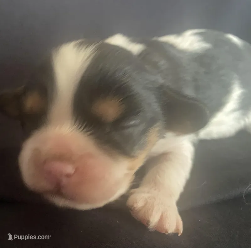 Washington, a male Cavalier King Charles Spaniel for sale in Nash, OK – Photo 1 of 4