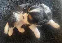 Washington AKC, a male Cavalier King Charles Spaniel for sale in Nash, OK – Photo 1 of 4