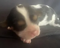 Washington, a male Cavalier King Charles Spaniel for sale in Nash, OK – Photo 2 of 4